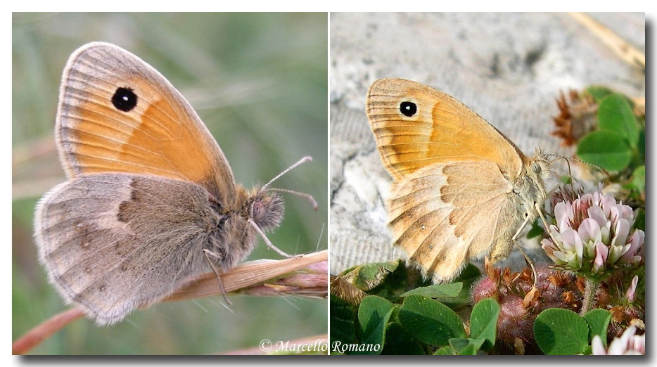 Variabilit di Coenympha pamphilus?